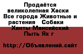 Продаётся великолепная Хаски - Все города Животные и растения » Собаки   . Ханты-Мансийский,Пыть-Ях г.